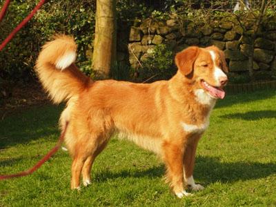 Eusanit Best Of The Bunch At Cretshengan | Nova Scotia Duck Tolling Retriever 