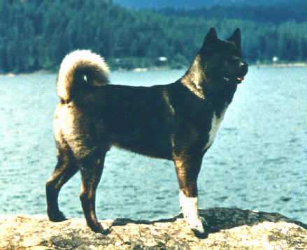 Tamarlane's Shogun Hepere | Akita 