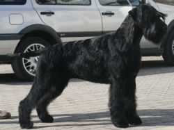 Zarina's Design Magic Dance | Giant Schnauzer 