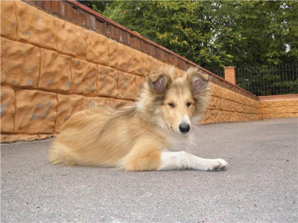 Norvud Selestial sweet sleep ua | Rough Collie 