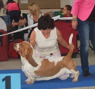 Hopeless Uni from Taija | Basset Hound 