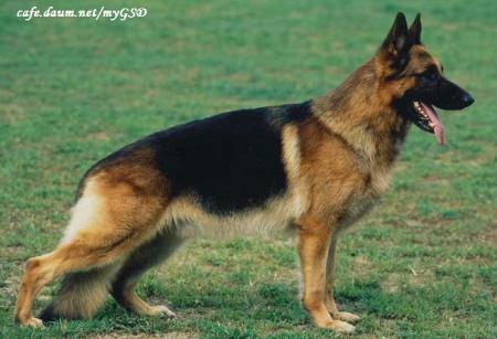 Marko von den Dolomiten | German Shepherd Dog 