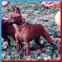 Mizra Me Beit Hamaayan | Miniature Pinscher 