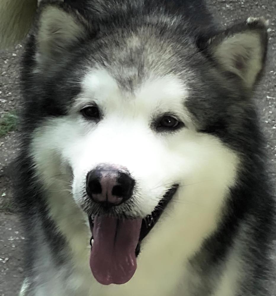 DARKWOOD THE ONLY ONE | Alaskan Malamute 