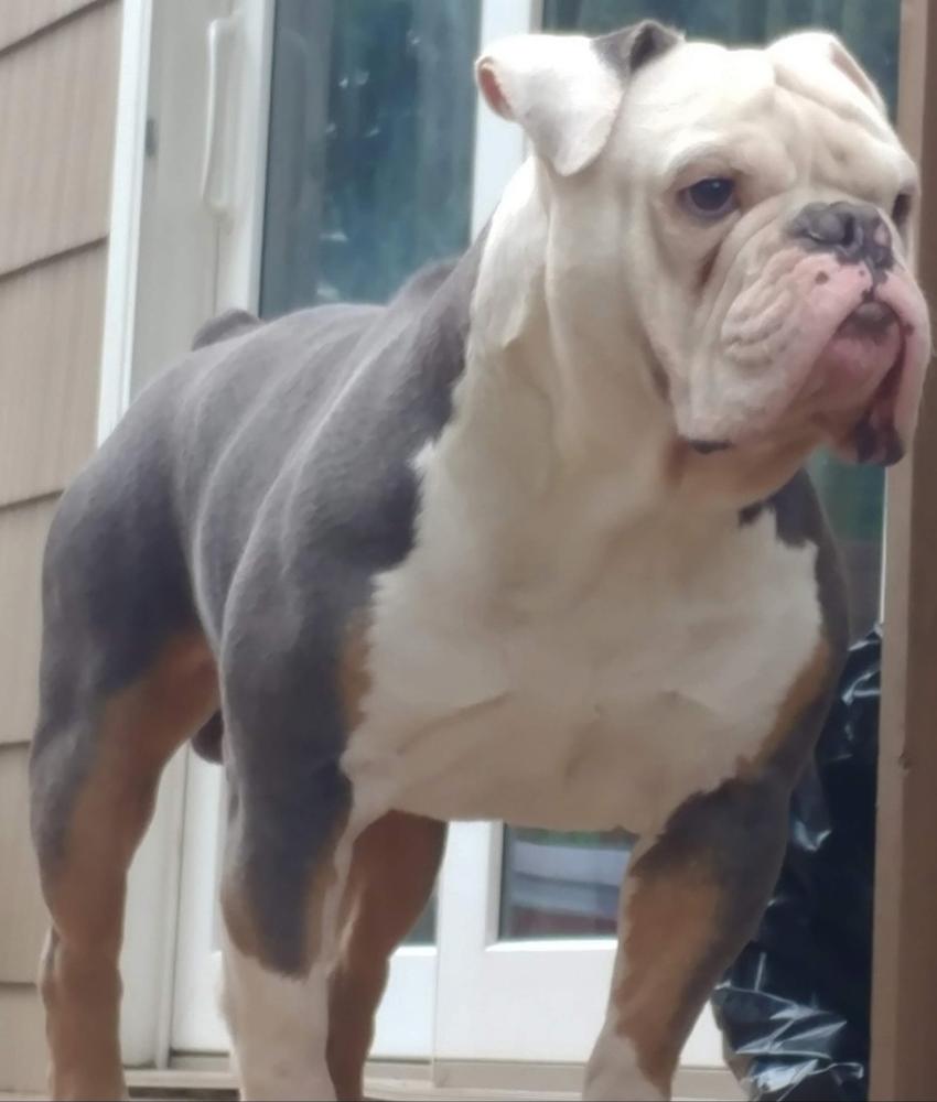 Bilbros Biggie Blue | Olde English Bulldogge 