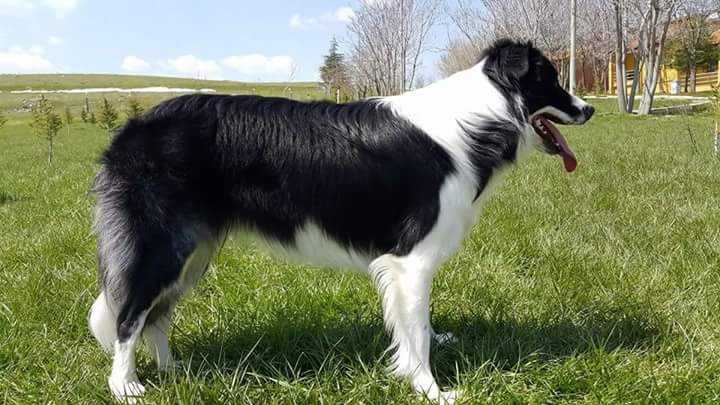 Adya | Border Collie 