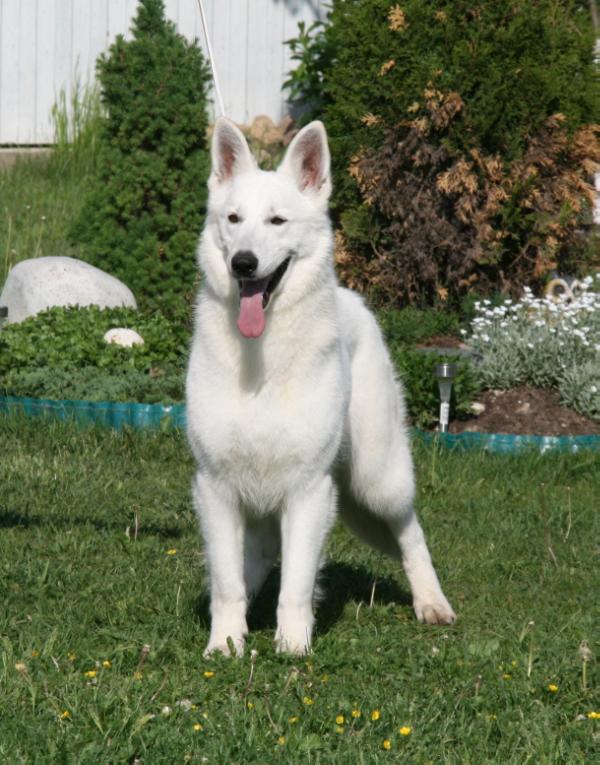 ERevolution iz Okeana Udachi | White Swiss Shepherd Dog 