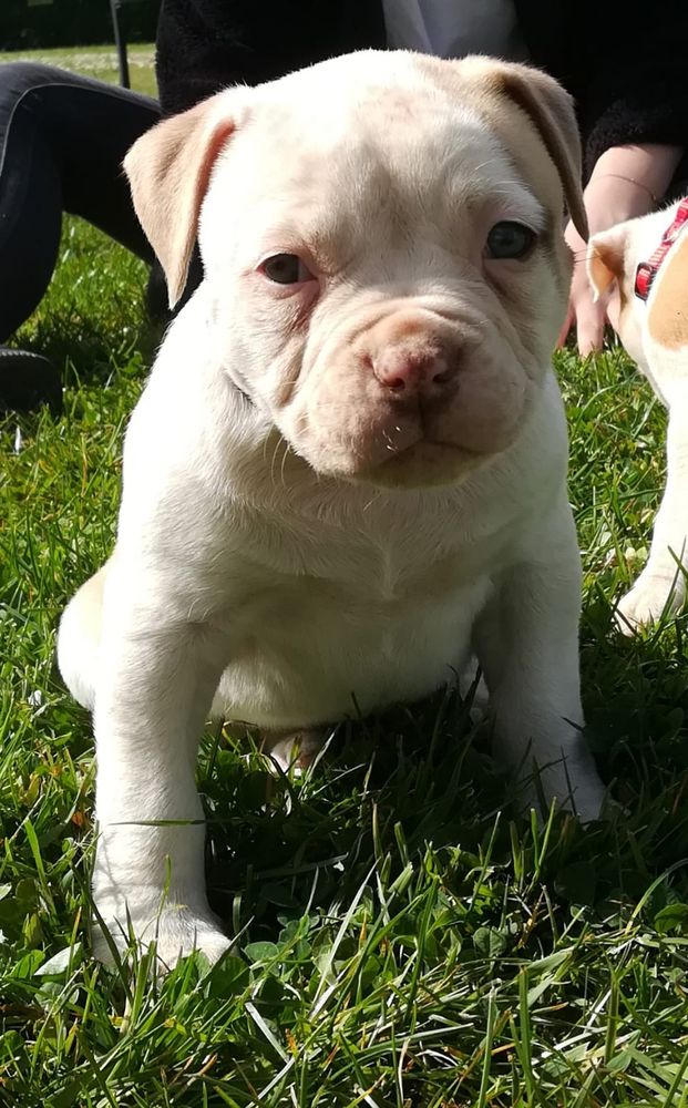 FANATIQUEBULLS SALLY | American Bulldog 