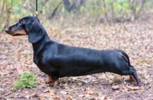 Ellada of dimitrieva | Dachshund 