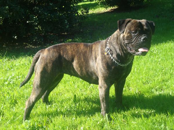 Lady Kate da Casa Alto Cristelo | Bullmastiff 