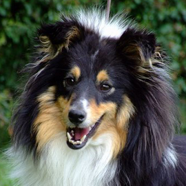 Silver Dream Ecstasy Black | Shetland Sheepdog 