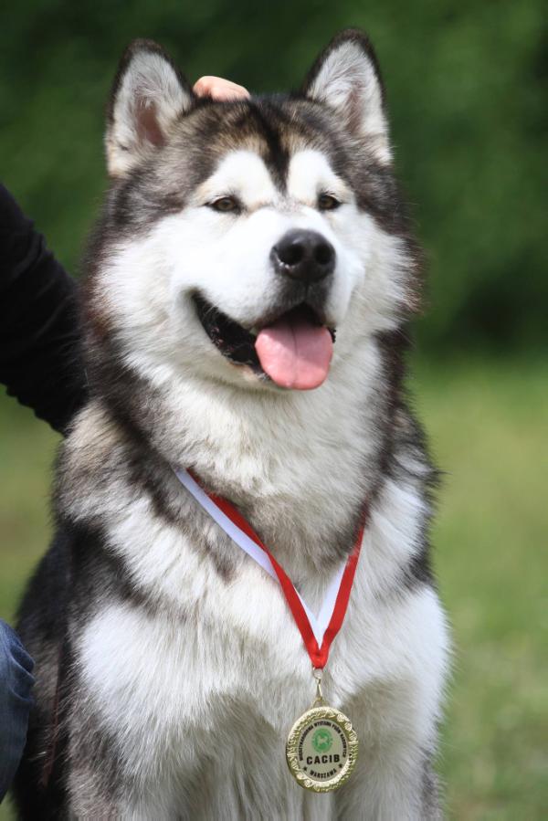 Malakwa Creek FIRST LOVE SAGITARIUS | Alaskan Malamute 