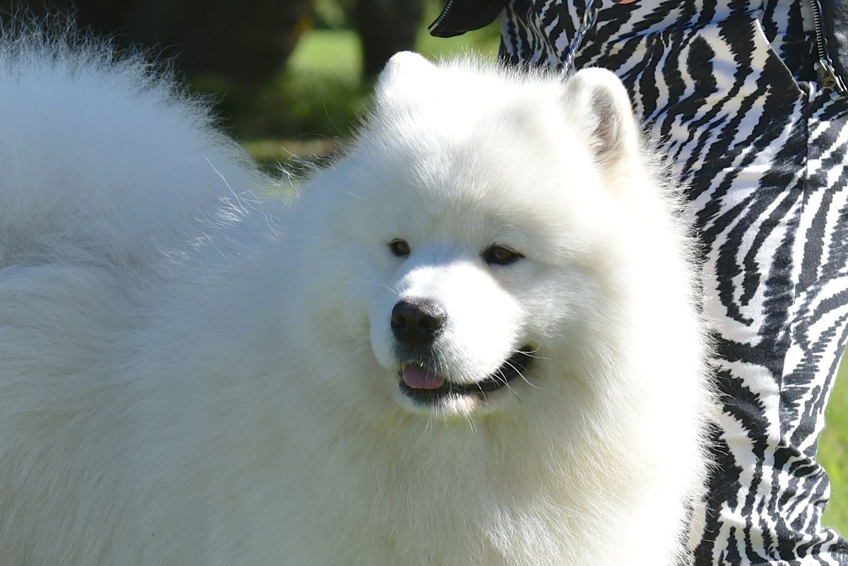 SILVERWHITE SUMMER PRESIDENT 1 | Samoyed 