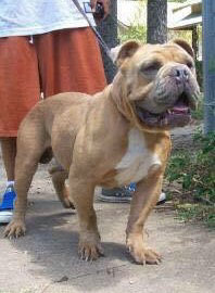 Goddogz Zodiac | Olde English Bulldogge 