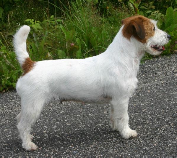 Kjennekroken Miss Wysiwyg | Jack Russell Terrier 