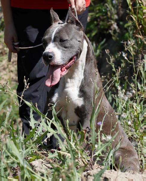 MASHEL SPIRIT Proud Haritaidg | American Staffordshire Terrier 