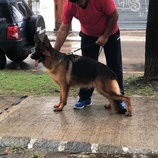 Ciara Von Haus Poland | German Shepherd Dog 