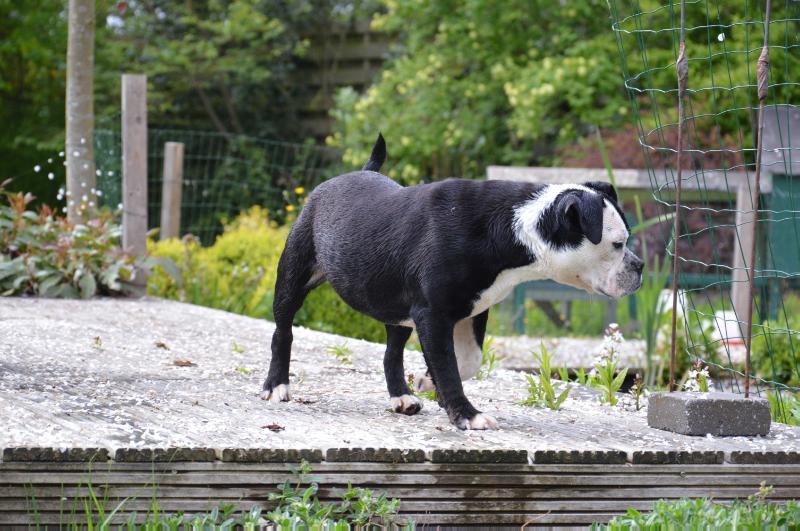 Whitebulls Prinses Jasmine | Olde English Bulldogge 