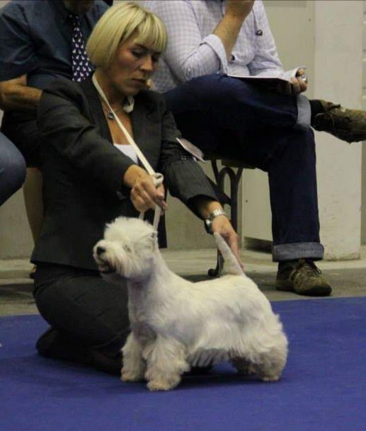 Snowstorm Fairy Rokoko | West Highland White Terrier 