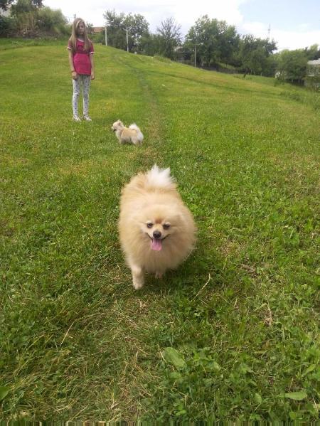 Arci Stefijano | German Spitz 