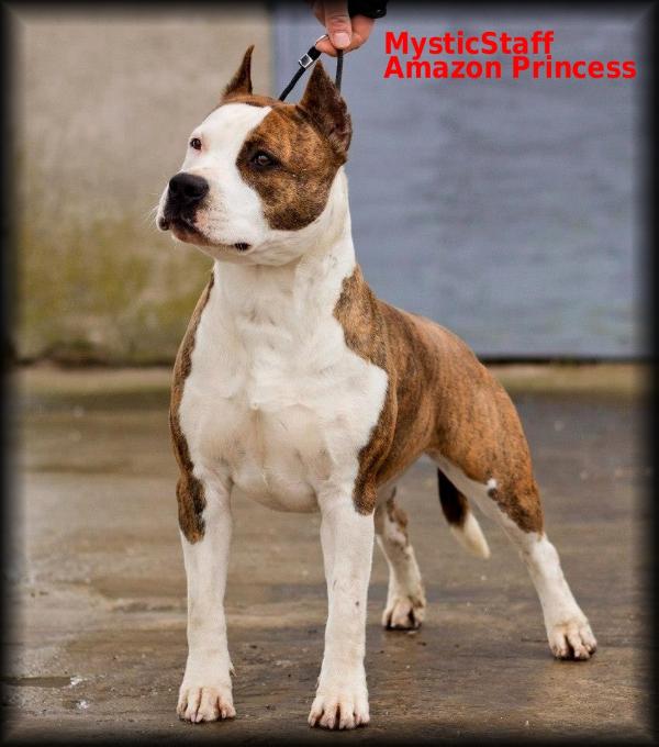 Mystic Staff Amazon Princess | American Staffordshire Terrier 