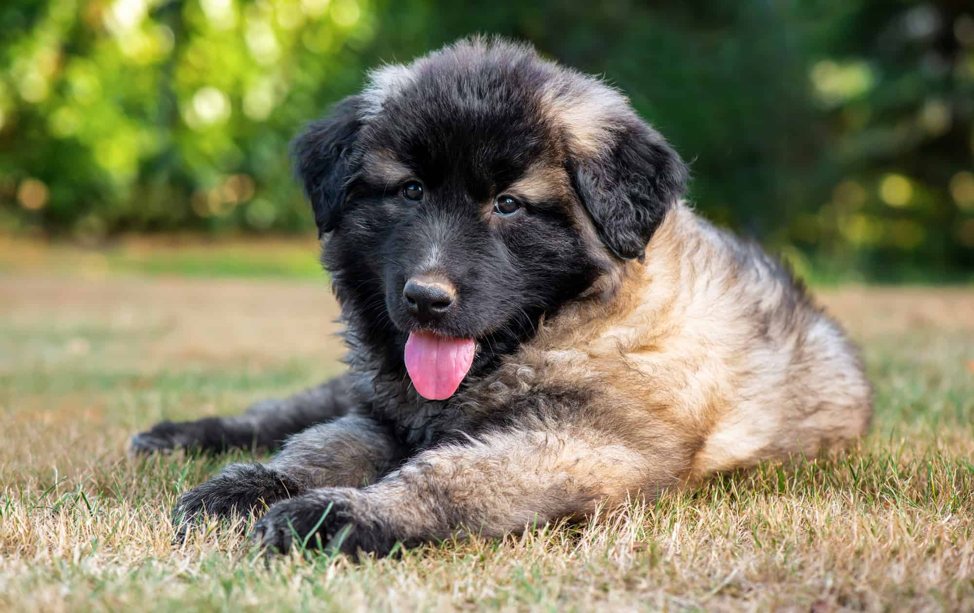 Estrela Mountain Dog