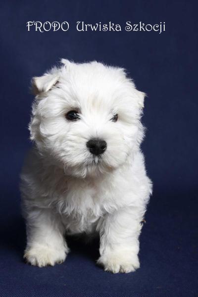 FRODO Urwiska Szkocji | West Highland White Terrier 