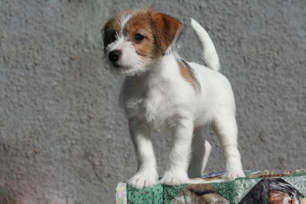 Bonni Bliskucha Vovkulaka | Jack Russell Terrier 