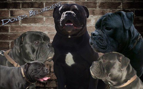 Dowe's Belvadere | Olde English Bulldogge 