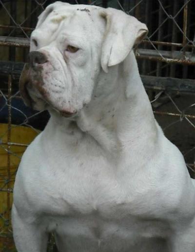 petroselli's corona | American Bulldog 