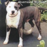 Blue max of Morestaff | American Staffordshire Terrier 