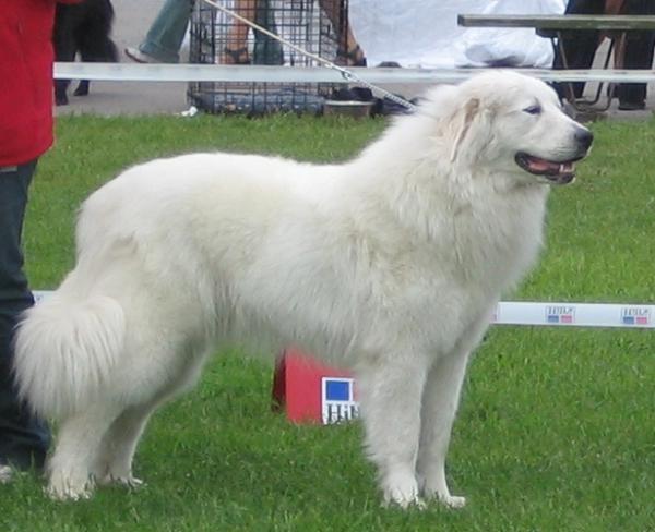 Lumienkelin Amatsoni | Great Pyrenees 