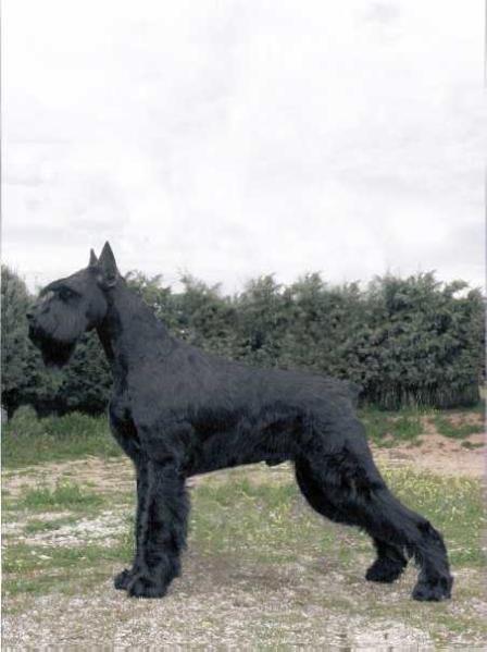 Puskin De Pomerland | Giant Schnauzer 