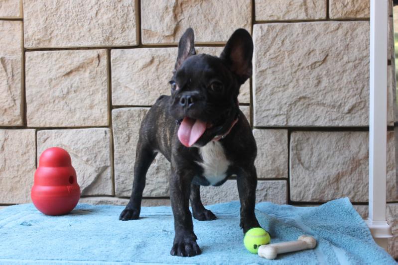 Buddy du Maxitrend | French Bulldog 