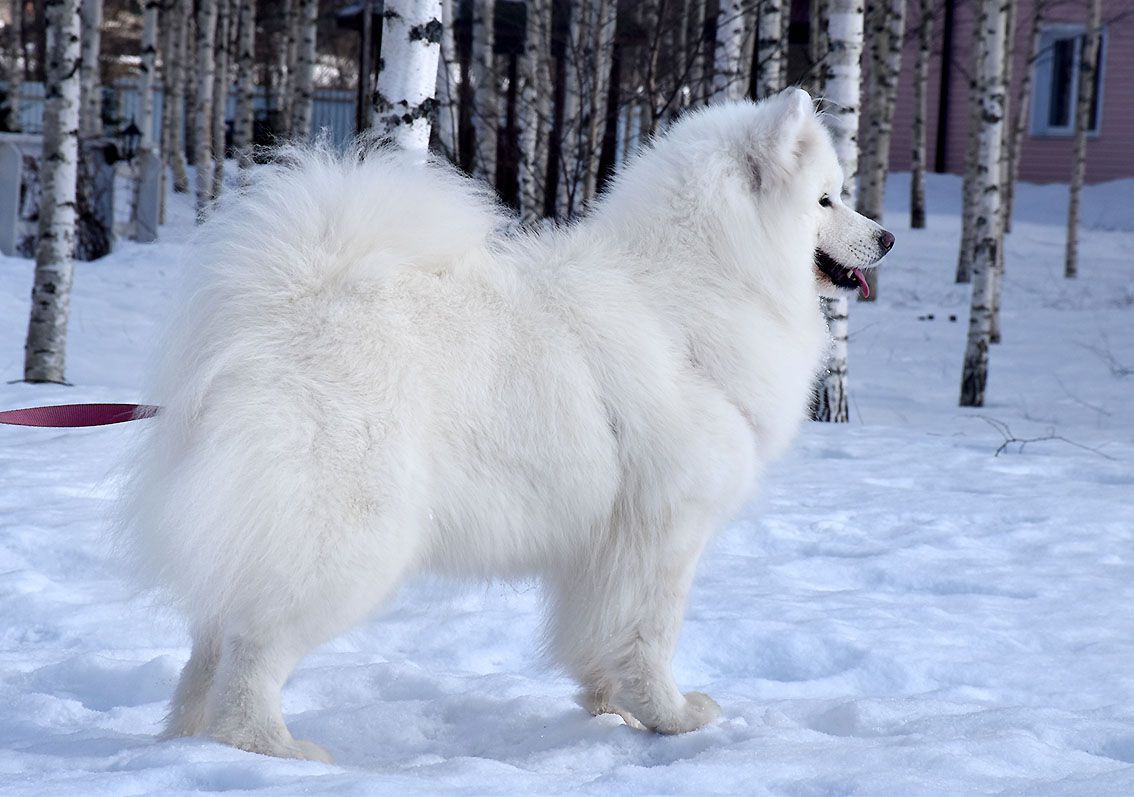 Belyi Volk Donna Rosa | Samoyed 