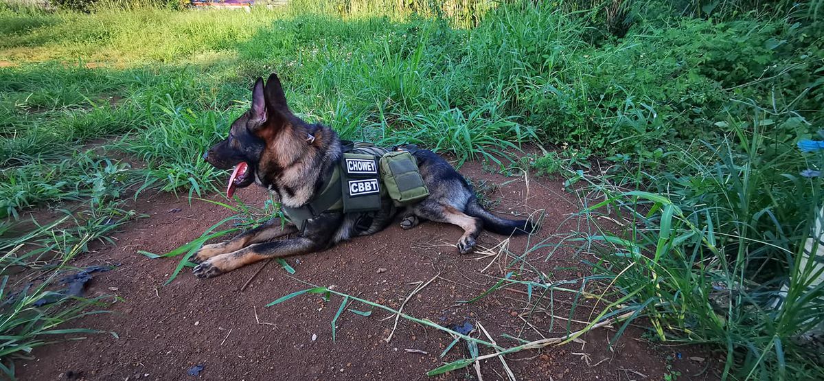 Olix Vom Niwre Esor | German Shepherd Dog 