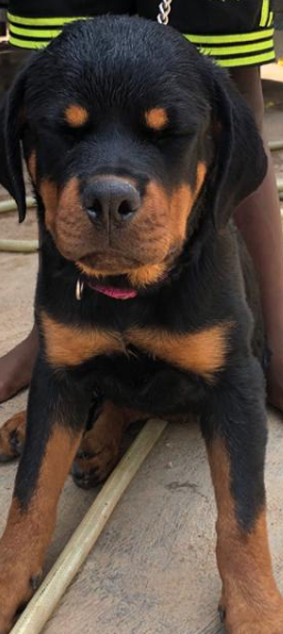 Jewel of Almonds Kennels | Rottweiler 