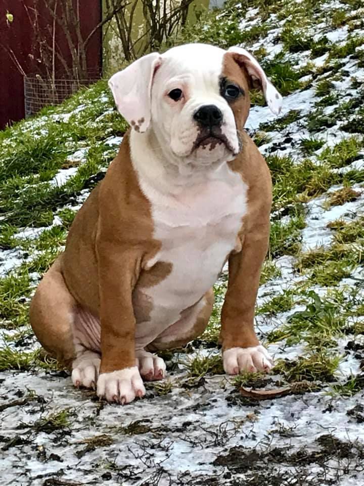 Imgosbull Zi-Zi | American Bulldog 