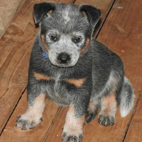 GUAPO OF HEELER SELIVON | Australian Cattle Dog 