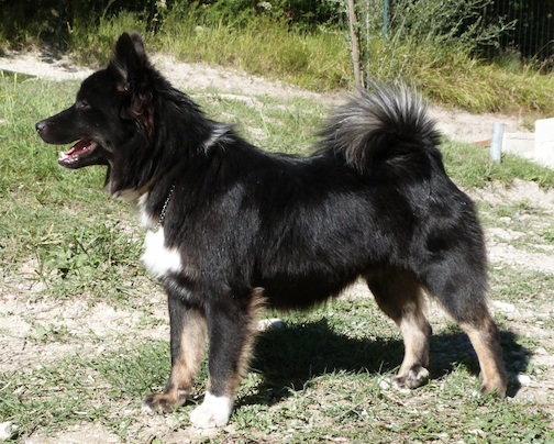 Drafna aus Vinkona | Icelandic Sheepdog 