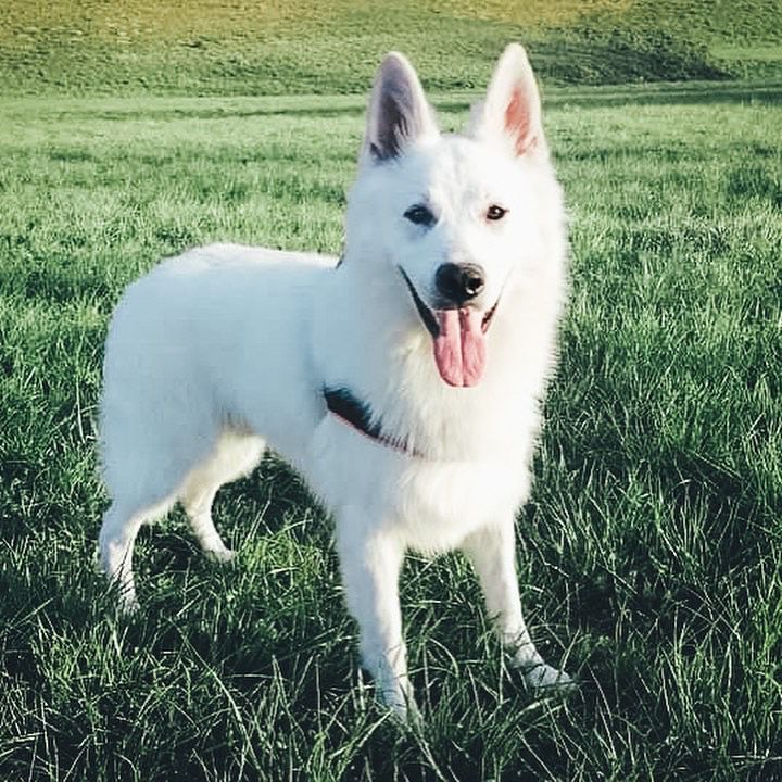 Finn Firefly vom Weissen Unterberg | White Swiss Shepherd Dog 