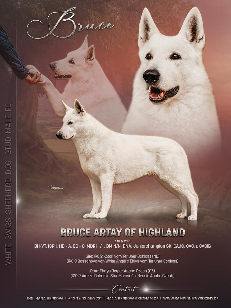 Bruce Artay of Highland | White Swiss Shepherd Dog 