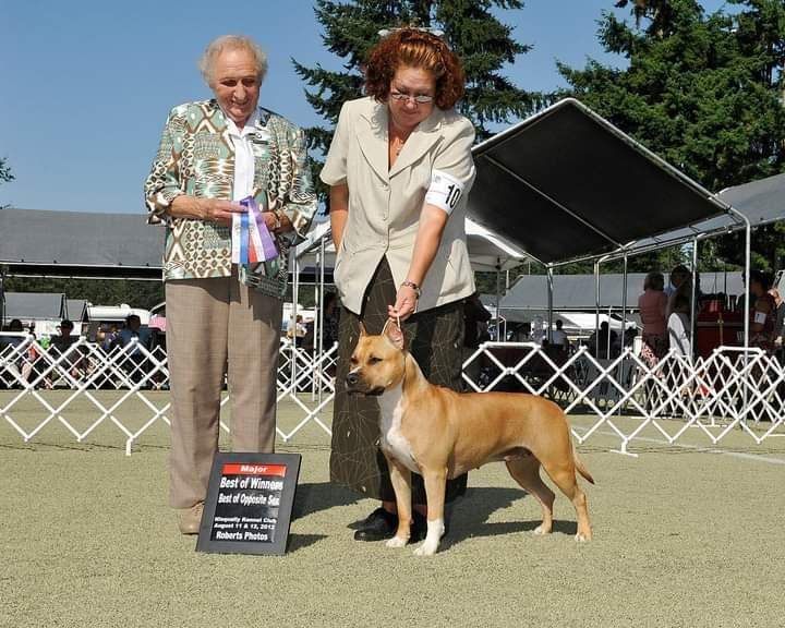 Blackstar N Pooler's Highway to Old River | American Staffordshire Terrier 
