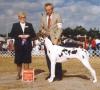Almostafarms Lydia E Pinkham | Great Dane 