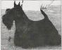 Mayson Paperchase | Scottish Terrier 