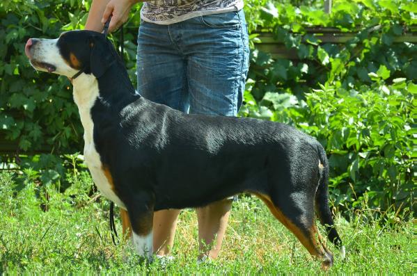 Bagheera Starzhy | Greater Swiss Mountain Dog 