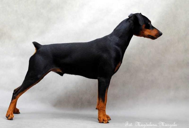 Daveren's ORKAN FOR CASARIUS | German Pinscher 