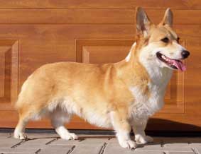Evita Vranovský žleb | Pembroke Welsh Corgi 