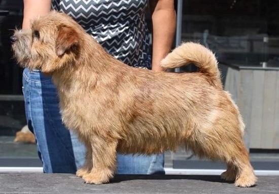 Watercroft Pop Idol | Norfolk Terrier 