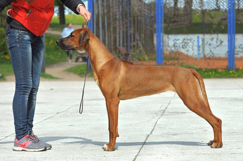 Tsarina Clever Brave | Rhodesian Ridgeback 